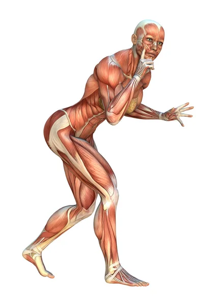 Representación 3D Mapas Musculares — Foto de Stock