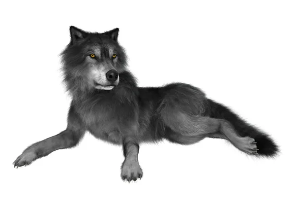 3D renderização cinza lobo no branco — Fotografia de Stock