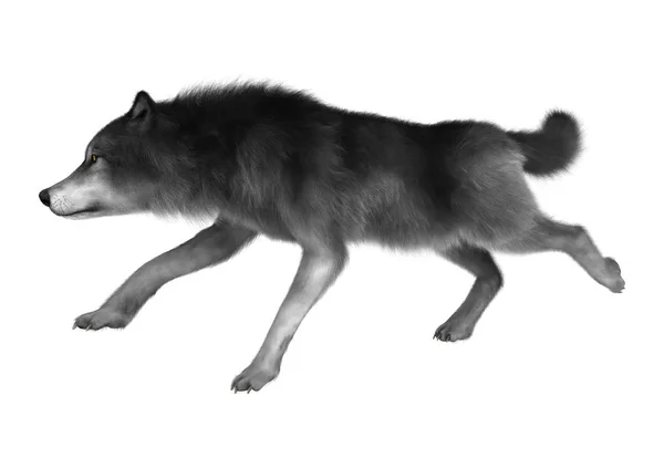 白の 3 d レンダリングの灰色オオカミ — ストック写真