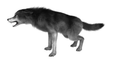 Beyaz üzerinde 3D render gri kurt