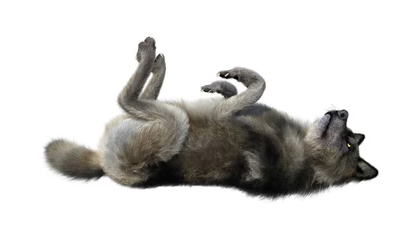 Representación 3D Lobo gris en blanco —  Fotos de Stock