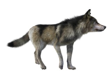 Beyaz üzerinde 3D render gri kurt