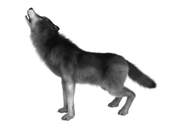 3D-Rendering grauer Wolf auf weiß — Stockfoto