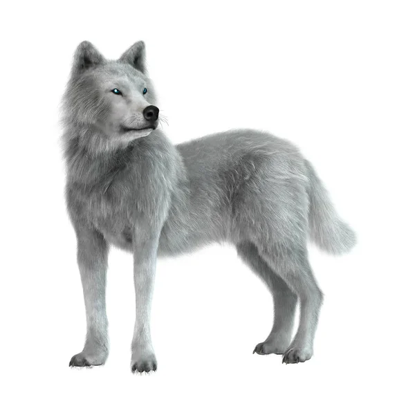 3D Representación del lobo ártico en blanco — Foto de Stock