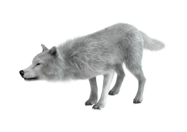 3D rendering Arctic Wolf på vit — Stockfoto