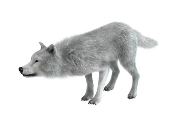 3D Representación del lobo ártico en blanco —  Fotos de Stock