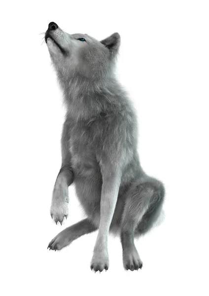 3D Rendering Arctic Wolf บนสีขาว — ภาพถ่ายสต็อก