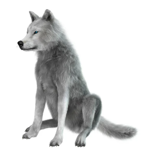 3D Representación del lobo ártico en blanco —  Fotos de Stock