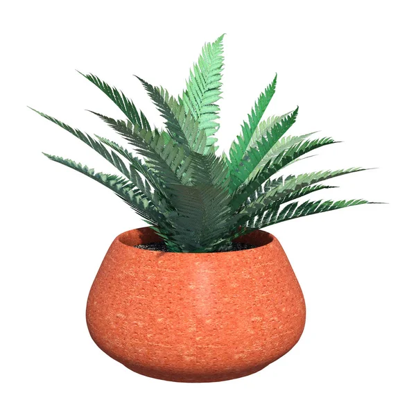 3D Rendering Fern in Red Pot on White — Stock Photo, Image