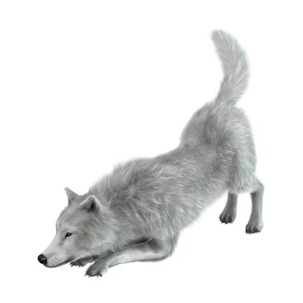 Rendu 3D loup arctique sur blanc — Photo