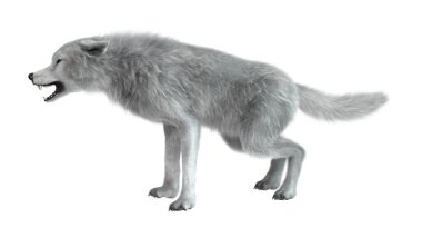 Beyaz üzerinde 3D render kutup kurt