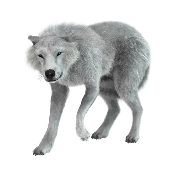 3D Representación del lobo ártico en blanco — Foto de Stock