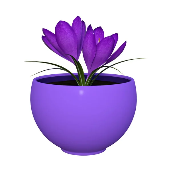 3D rendering paarse Crocus op wit — Stockfoto