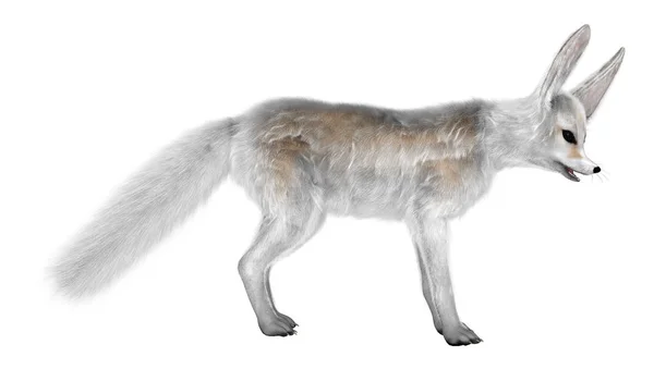 Representación 3D Fennec Fox en blanco — Foto de Stock