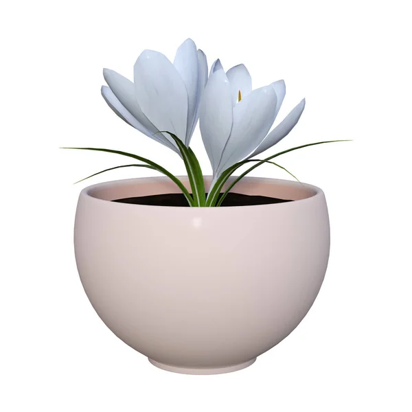 3D rendering Crocus bloemen op wit — Stockfoto