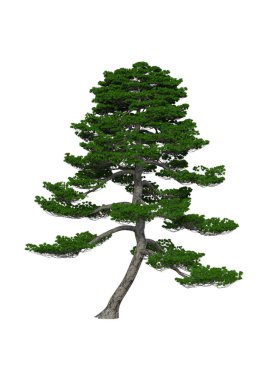 3D render Japon çam ağacı beyaz