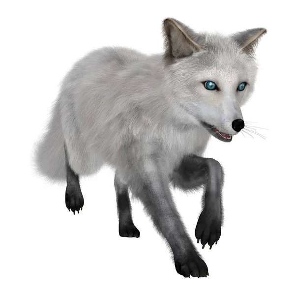 3D renderização Arctic Fox em branco — Fotografia de Stock