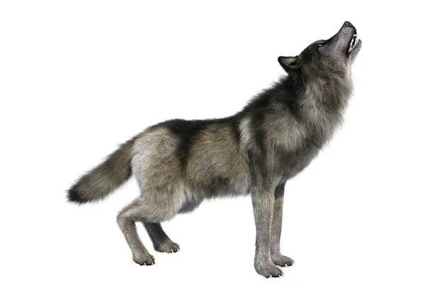 3D rendering grijze Wolf op wit — Stockfoto