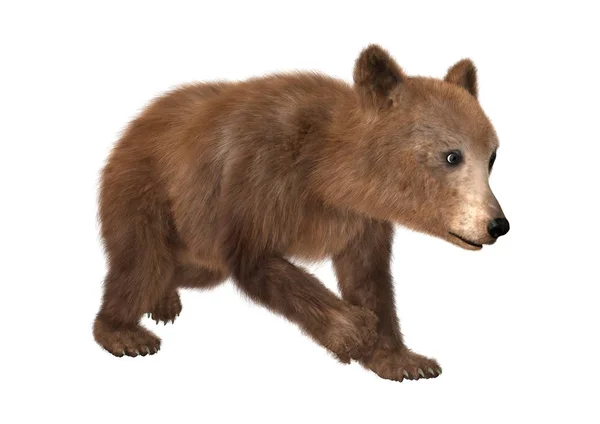 Representación 3D Brown Bear Cub en blanco —  Fotos de Stock