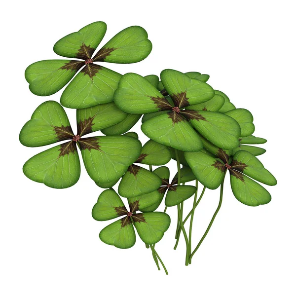 3D Rendering Shamrock su Bianco — Foto Stock