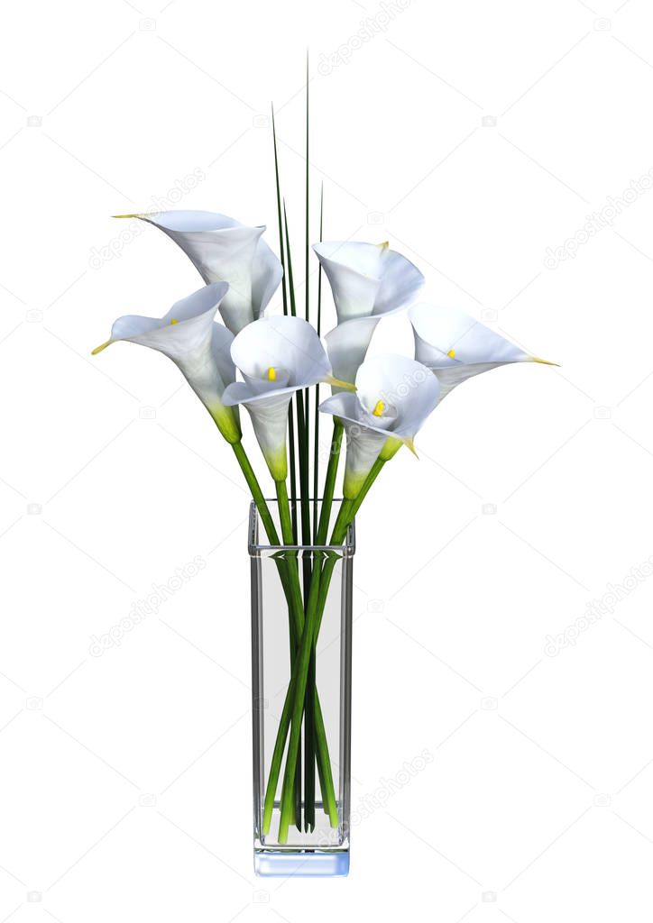 3D Rendering Calla Flowers on White