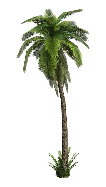 3D-рендеринг пальмы на белом — стоковое фото
