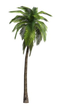 3D render palmiye ağacı üzerinde beyaz