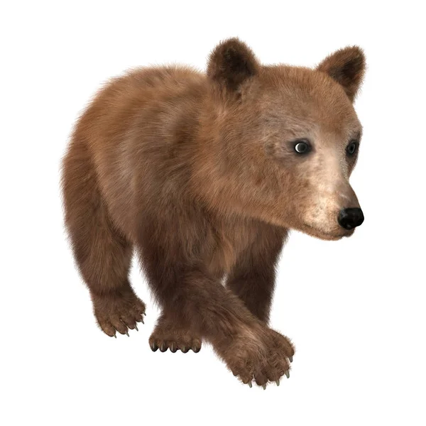 3D rendering barna medve Cub-fehér — Stock Fotó