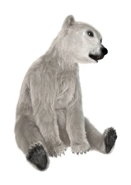 Cubo de oso polar de renderizado 3D en blanco — Foto de Stock