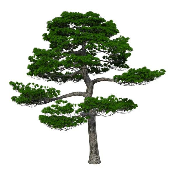 白の 3 d のレンダリング日本松の木 — ストック写真