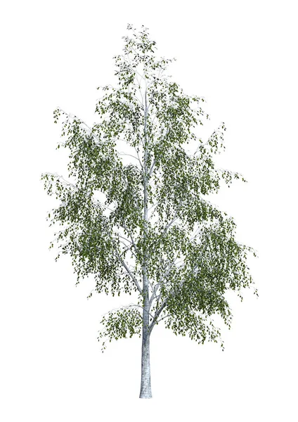 Representación 3D árbol de abedul en blanco —  Fotos de Stock