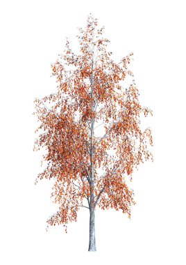 Beyaz 3D render huş ağacı