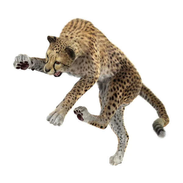 3D render büyük kedi Cheetah beyaz — Stok fotoğraf