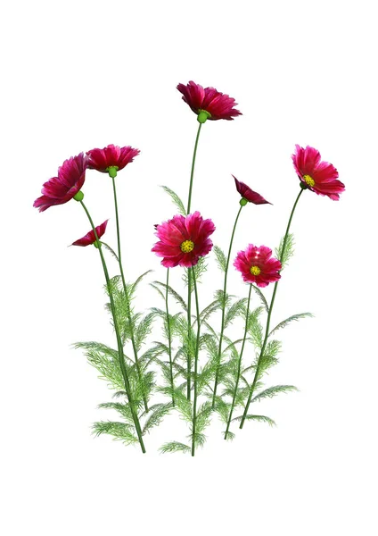 3D Rendering Cosmos Flowers on White — Stock Photo, Image