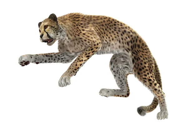 3D rendering nagymacska Cheetah-fehér — Stock Fotó