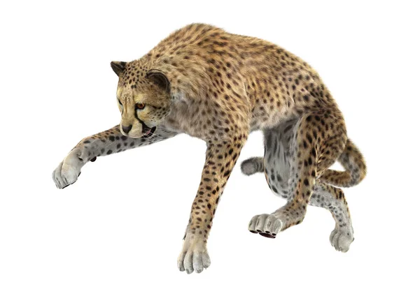 3D Rendering Big Cat Cheetah on White — Stock Photo, Image