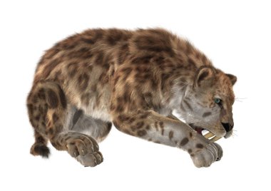 3D render Sabertooth beyaz