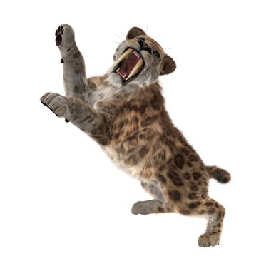 3D render Sabertooth Tuger beyaz