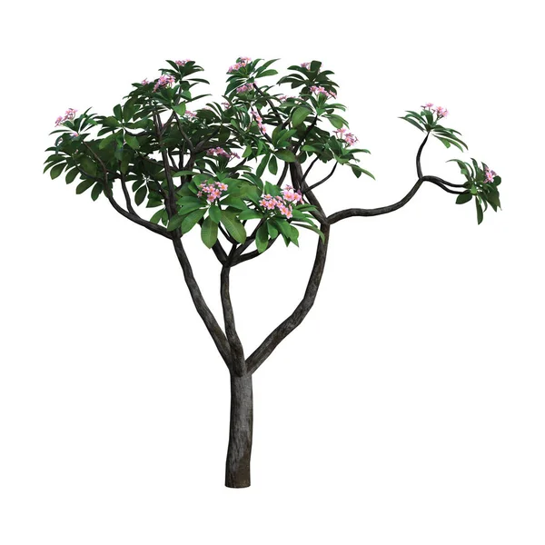 3D renderowania Plumeria drzewa na białym — Zdjęcie stockowe