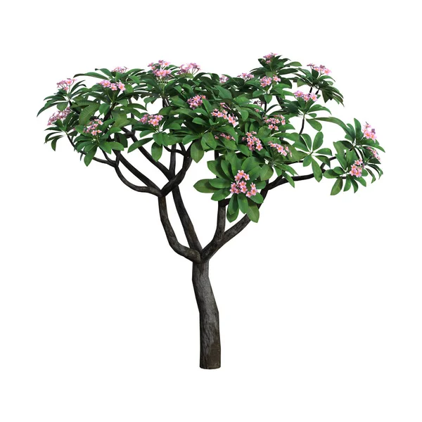 3D rendering Plumeria träd på vit — Stockfoto
