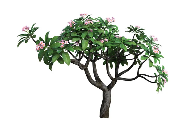 3D vykreslování Plumeria strom na bílém — Stock fotografie