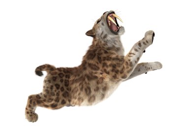 3D render Sabertooth Tuger beyaz