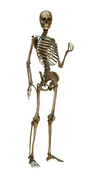 3D rendering ανθρώπινος σκελετός σε λευκό — Φωτογραφία Αρχείου