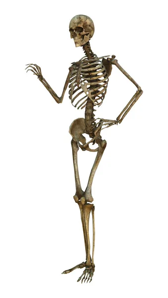 3D рендеринг скелета человека на белом — стоковое фото