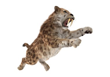 3D render Sabertooth Tuger beyaz