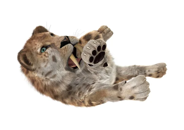 3D rendering Sabertooth Tuger σε λευκό — Φωτογραφία Αρχείου