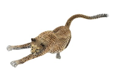 3D render büyük kedi Cheetah beyaz