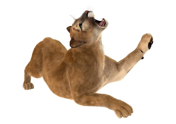 3D renderowania Puma Big Cat na białym — Zdjęcie stockowe