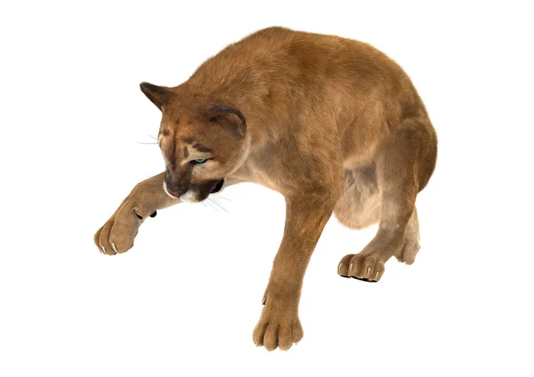 3D renderização Big Cat Puma em branco — Fotografia de Stock