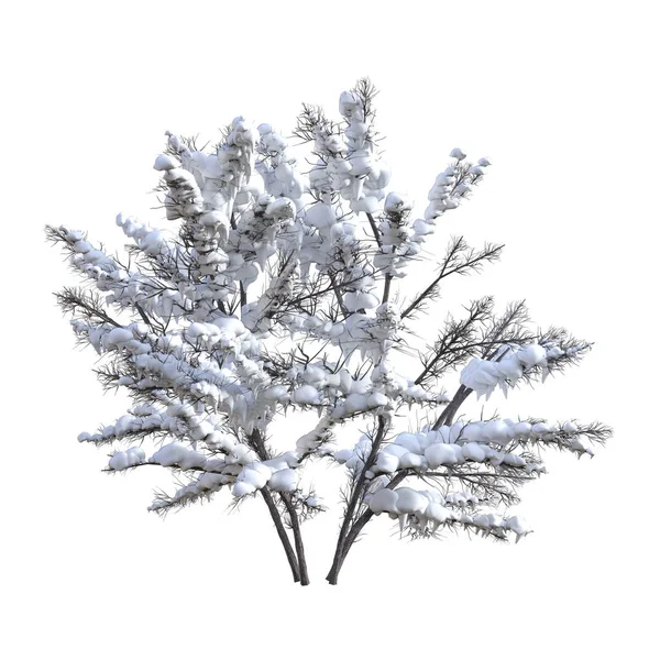 3D rendering Bush Under snö på vit — Stockfoto